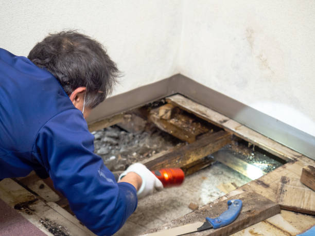 Best Local Mold Removal Service  in Hudson Oaks, TX