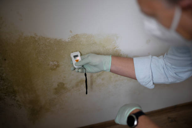 Best Toxic Mold Removal  in Hudson Oaks, TX