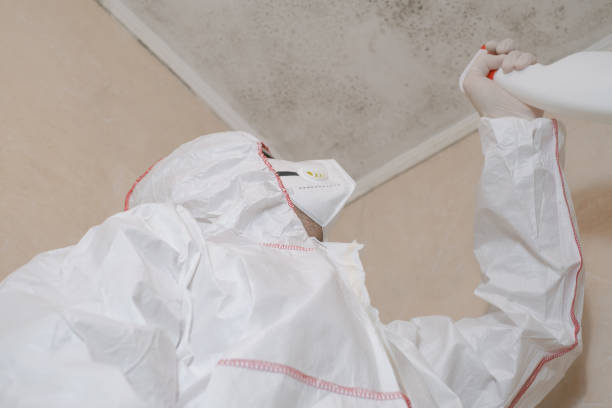 Office Mold Removal Services in Hudson Oaks, TX