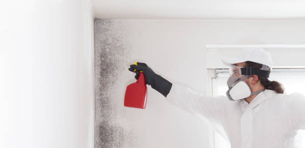 Best Mold Cleaning Services  in Hudson Oaks, TX