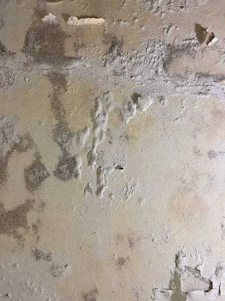 Home Mold Removal in Hudson Oaks, TX