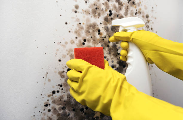 Best Office Mold Removal Services  in Hudson Oaks, TX