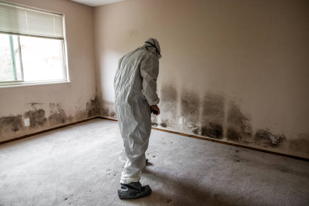 Best Same-Day Mold Removal  in Hudson Oaks, TX