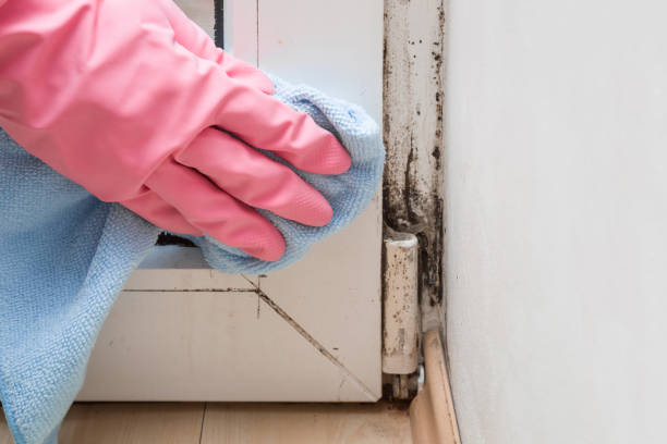 Best Home Mold Removal  in Hudson Oaks, TX