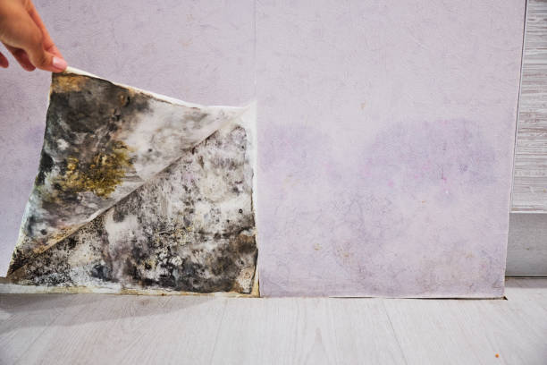 Best Mold Cleaning Services  in Hudson Oaks, TX